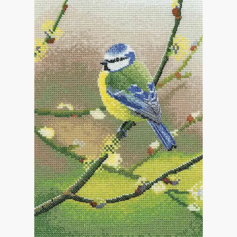 blue tit bird